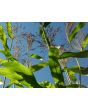 Multi-Color Broom Corn