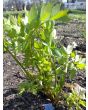 Lovage