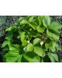 Alpine Strawberry 'White Soul' 