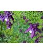 Columbine Mix 