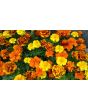 Marigold 'French Dwarf Double Mix'