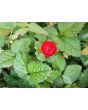 Indian Strawberry AKA Mock Strawberry Seeds (Certified Organic)