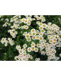 Feverfew