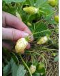 Alpine Strawberry 'White Soul' 