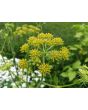 Lovage