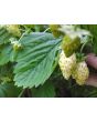 Alpine Strawberry 'White Soul' 