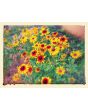 Black-Eyed Susan 'Autumn Colors' and 'Indian Summer' Mix 