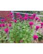 Bee Balm Mix