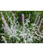 Lamb's Ear 