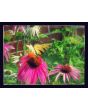 Purple Coneflower