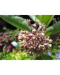 Common Milkweed