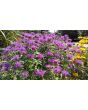 Bee Balm 'Marshall's Delight' 