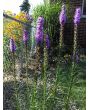 Purple Blazing Star AKA Liatris 