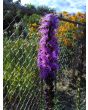 Purple Blazing Star AKA Liatris 