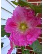 Hollyhock ‘Single Mix’ 