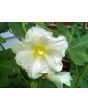 Hollyhock ‘Single Mix’ 