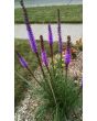Purple Blazing Star AKA Liatris 