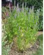 Lavender Hyssop 'Blue Licorice'
