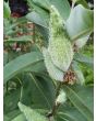 Common Milkweed