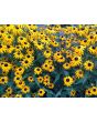 Black-Eyed Susan