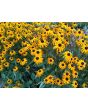 Black-Eyed Susan