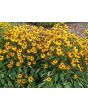 Black-Eyed Susan