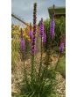 Purple Blazing Star AKA Liatris 