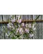 Obedient  Plant
