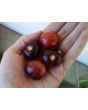 Tomato 'Indigo Blue Berries'