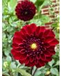Dahlia, Mixed Colors