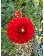 Dahlia 'Red Pompon' Tubers - Shipping 2025 Spring - Harvested on our Farm - USDA Certified Organic