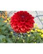 Dahlia 'Red Pompon' Tubers - Shipping 2025 Spring - Harvested on our Farm - USDA Certified Organic