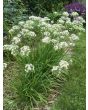 Garlic Chives