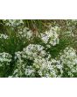 Garlic Chives