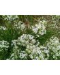 Herb 'Garlic Chives' Plant