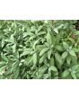 Sage, Common 