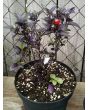 Hot Ornamental Pepper ‘Black Pearl' Seeds (Certified Organic)