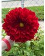 Dahlia, Mixed Colors