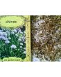 Chives, Common