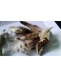 Common Milkweed