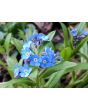Blue Forget-Me-Not