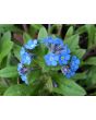Blue Forget-Me-Not