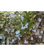 Blue Forget-Me-Not