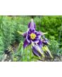 Columbine Mix 