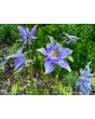Columbine Mix 