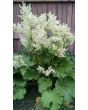 Rhubarb