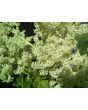 Rhubarb