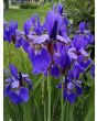 Purple Siberian Iris