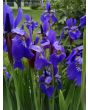 Purple Siberian Iris