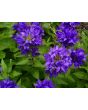 Clustered Bellflower 
